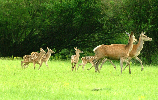 PASSIONE PER IL CERVO
